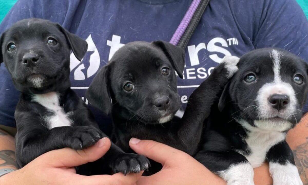 TEARS Animal Rescue